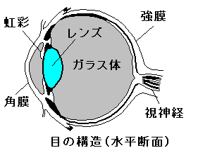 目の構造