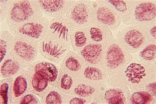 タマネギの根端分裂組織の観察２