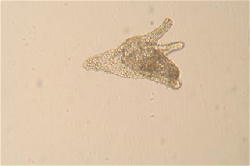 ウニの発生の観察