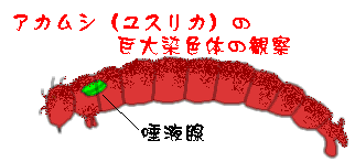 アカムシの観察タイトル