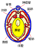尾芽胚（断面）