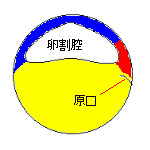 原腸胚（断面）