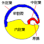 原腸胚(断面）