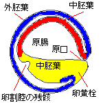 原腸胚(断面）