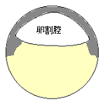 カエルの胞胚（断面）