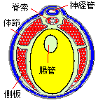 神経胚（断面）