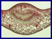 植物の組織（断面）