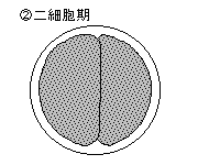 2細胞期