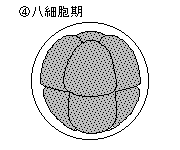 8細胞期