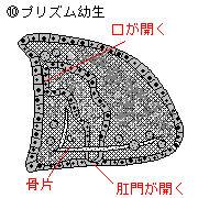 プリズム幼生