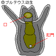 プルテウス幼生