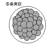 2桑実胚