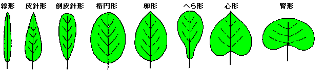 植物の用語